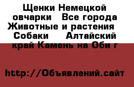 Щенки Немецкой овчарки - Все города Животные и растения » Собаки   . Алтайский край,Камень-на-Оби г.